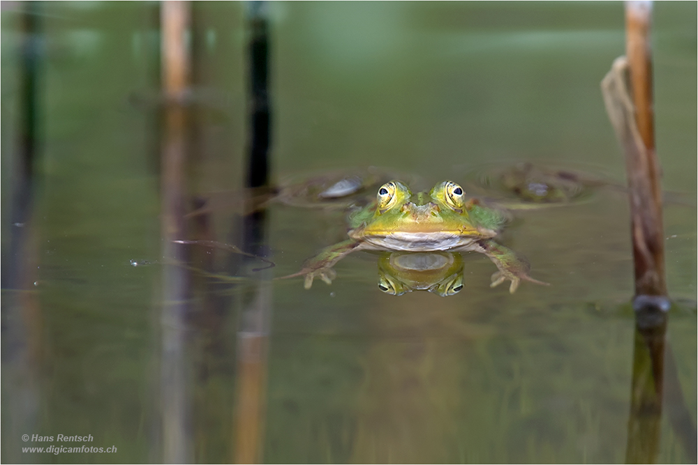 Teichfrosch