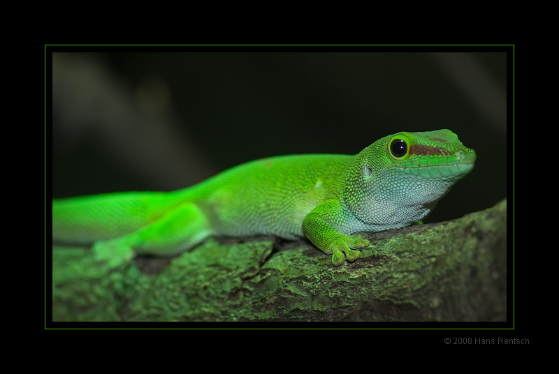 grüner Taggecko