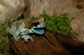 Baumhöhlen Krötenlaubfrosch