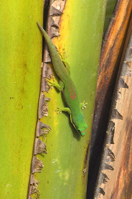 Gecko in Andasibe