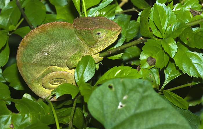 chamäleon in der Montagne d'Ambre