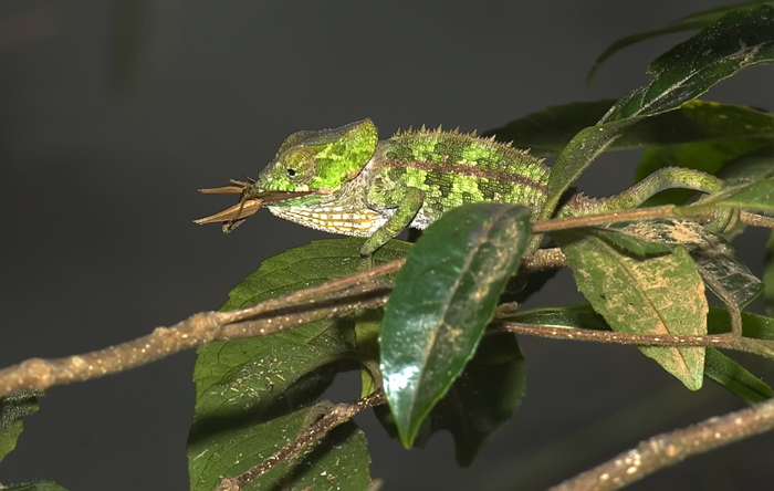 Chamäleon in Andasibe Madagaskar