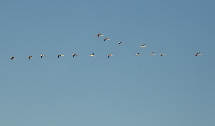Flugstaffel