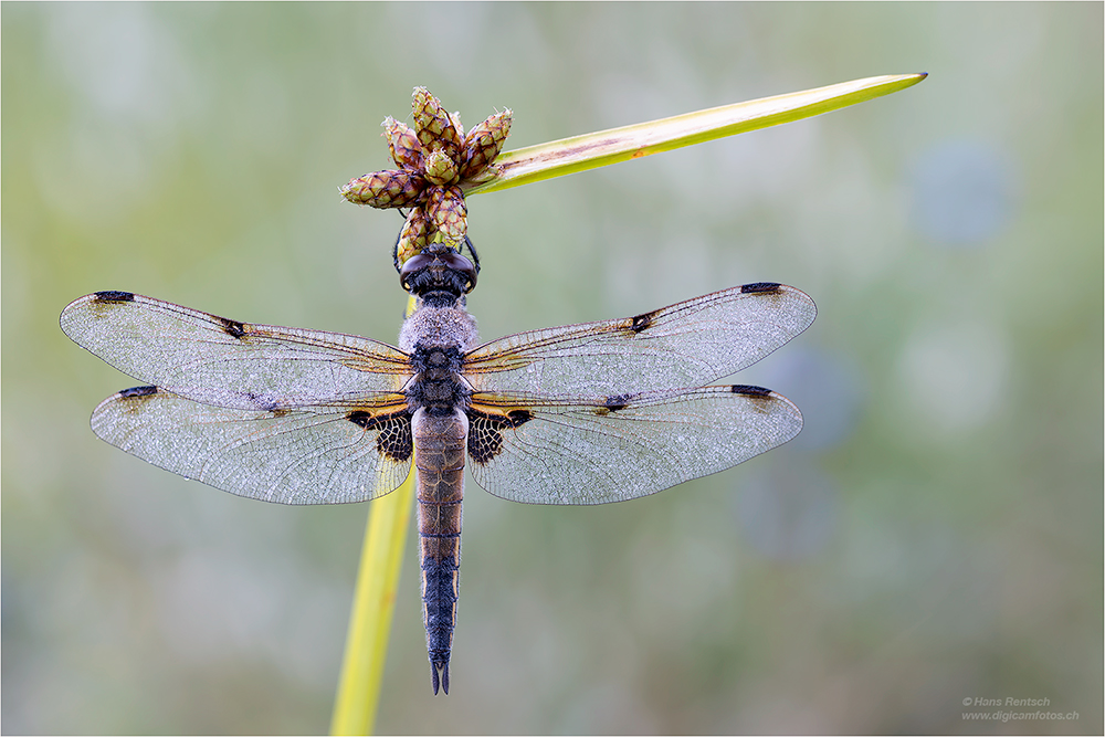 Vierflecklibelle