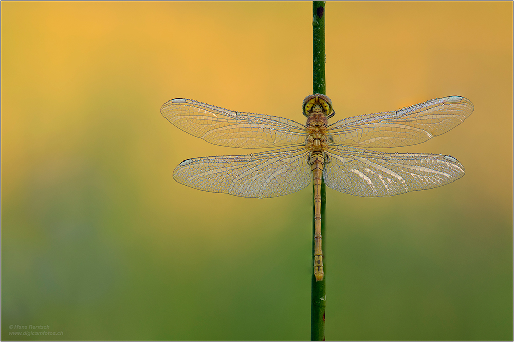 Heidelibelle