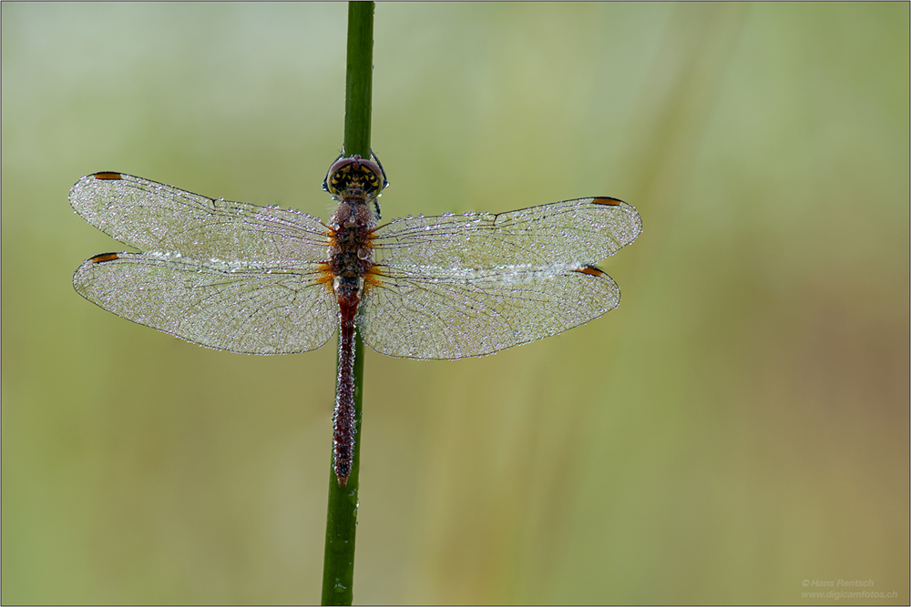 Vierfleck Libelle