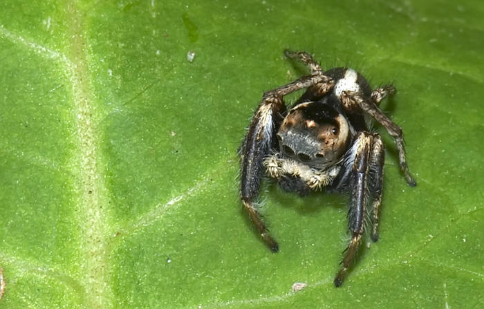 Springspinne