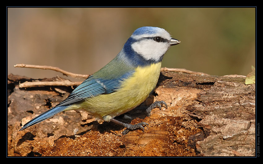 Blaumeise