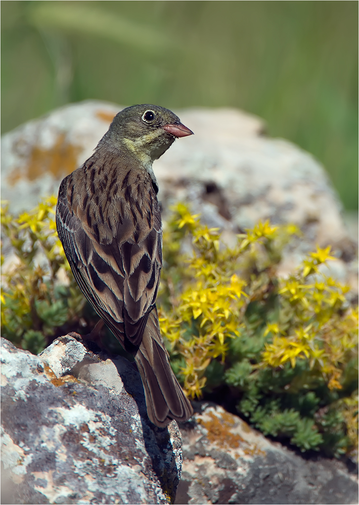 Ortolan