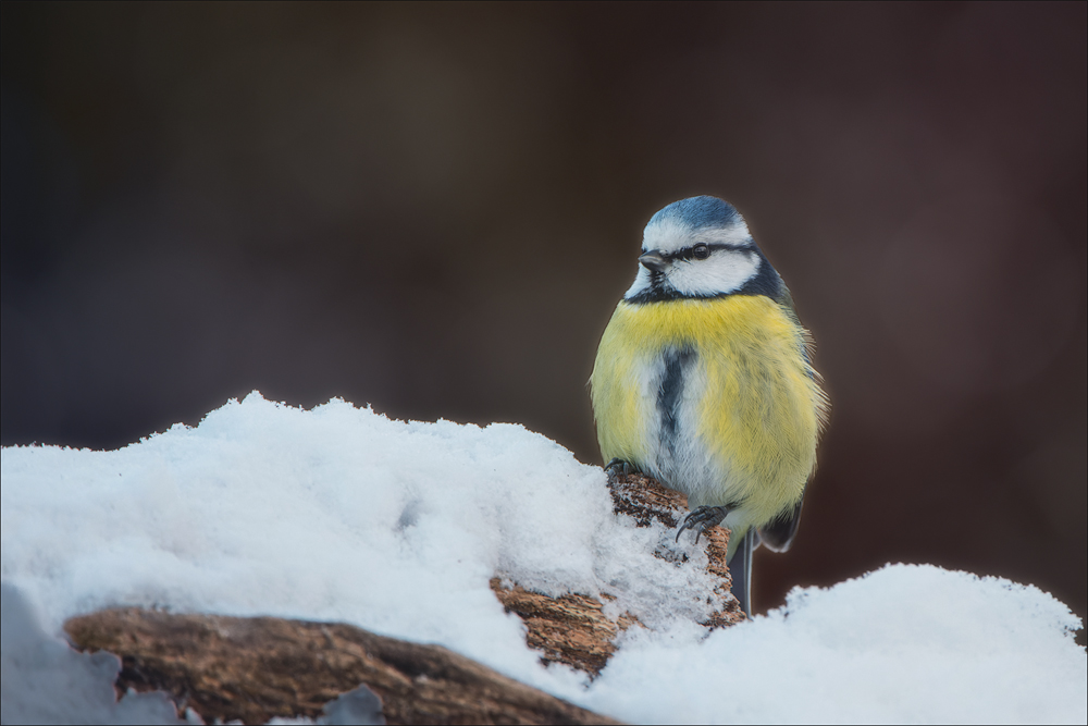 Blaumeise