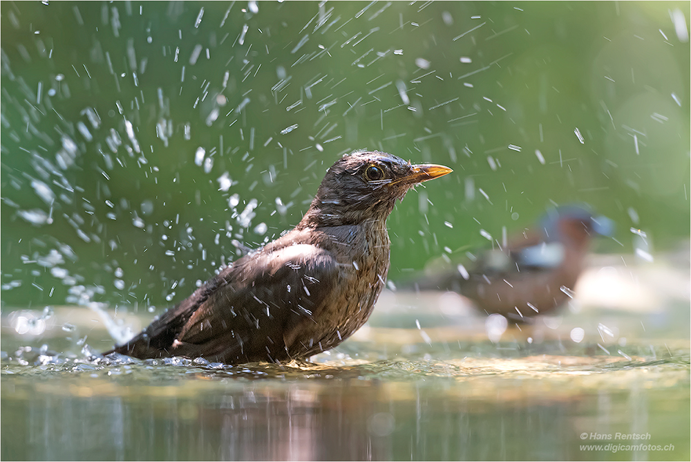 Amsel