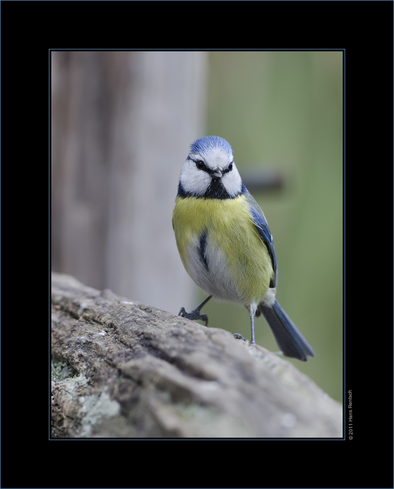Blaumeise