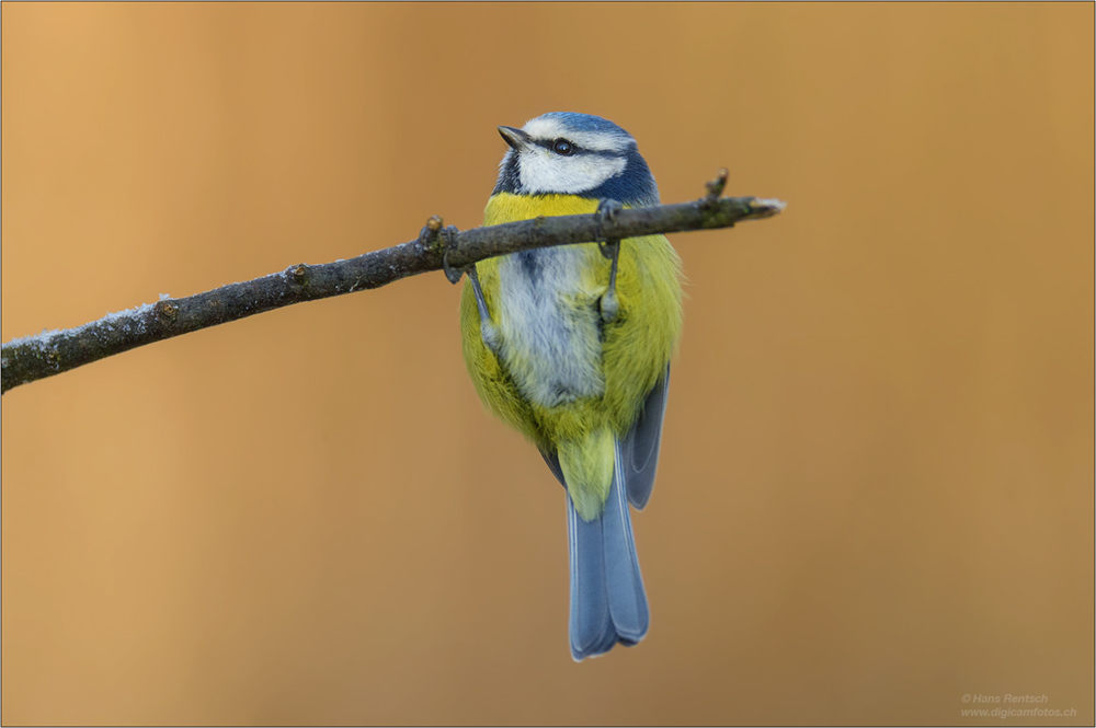 Blaumeise