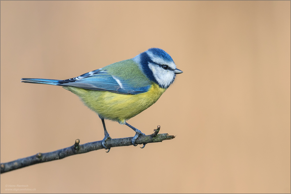 Blaumeise