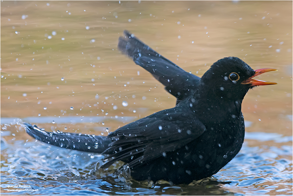 Amsel