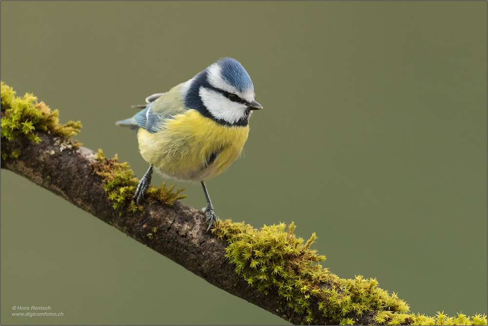 Blaumeise