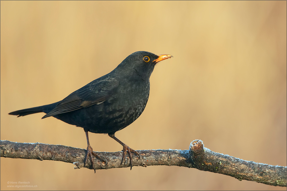 Amsel