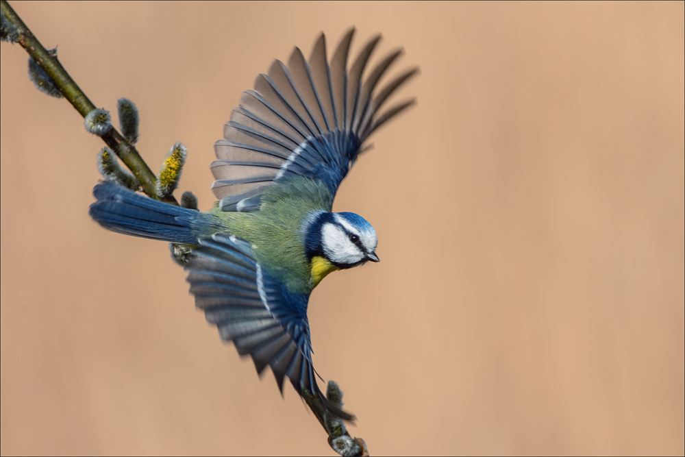 Blaumeise