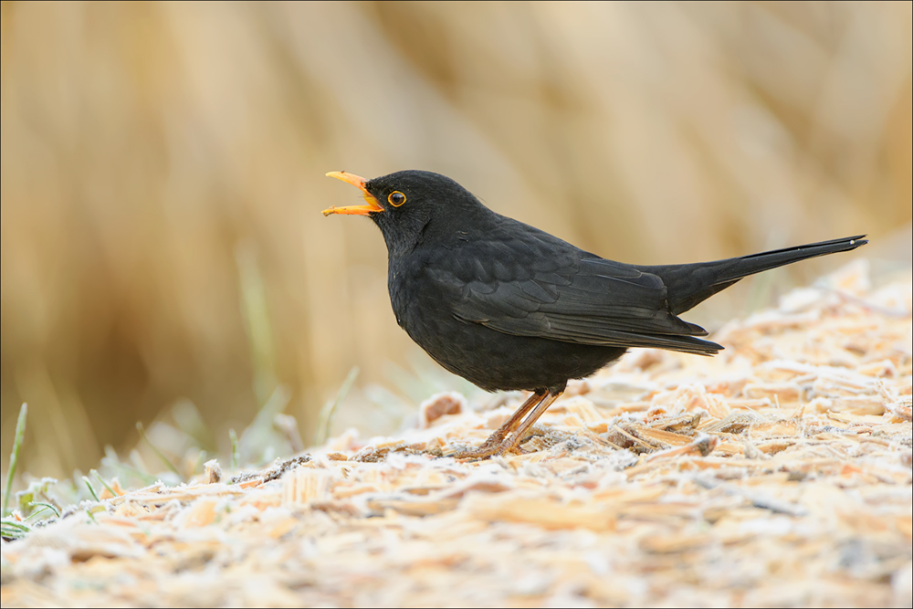 Amsel