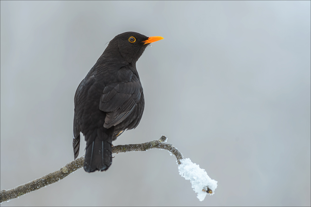 Amsel
