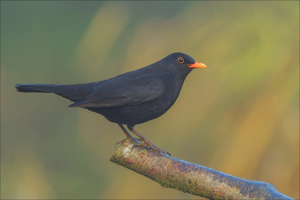 Amsel