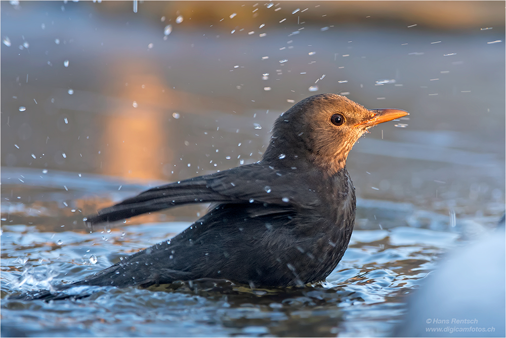 Amsel