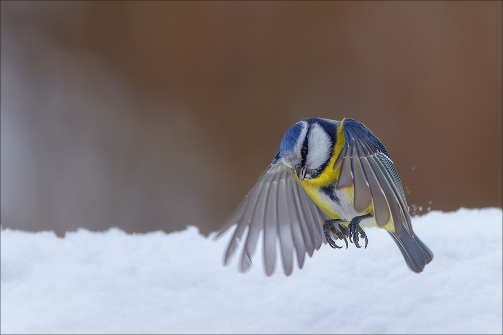 Blaumeise