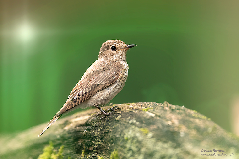 Jungvogel
