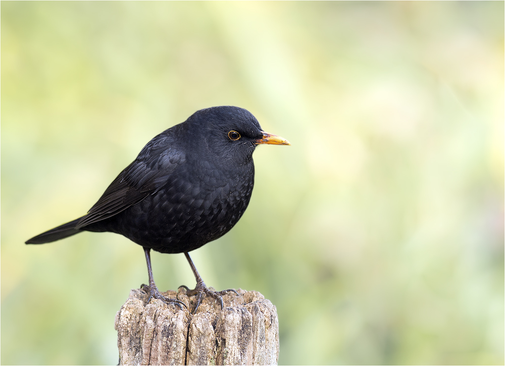 Amsel