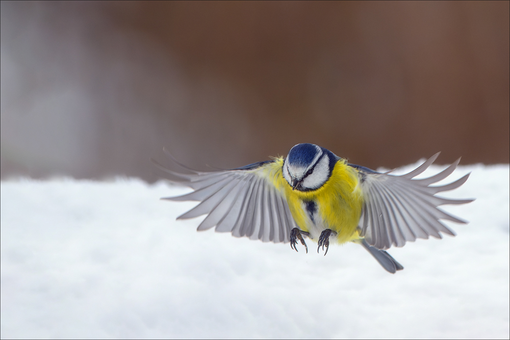 Blaumeise