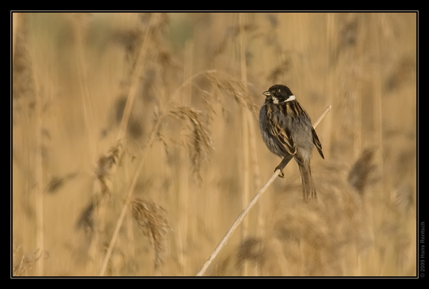 Rohrammer