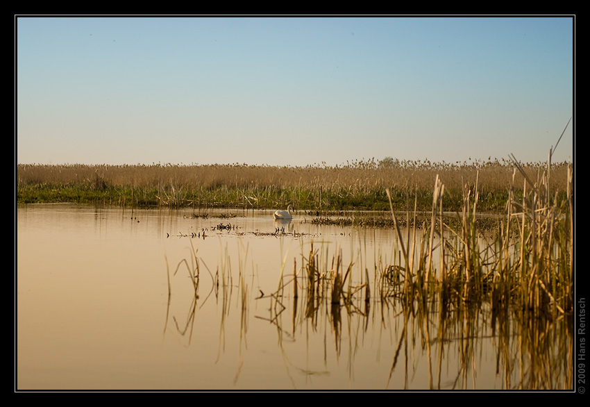 Narew