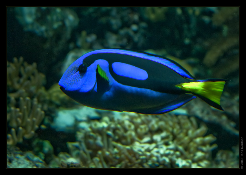 Paletten Doktorfisch