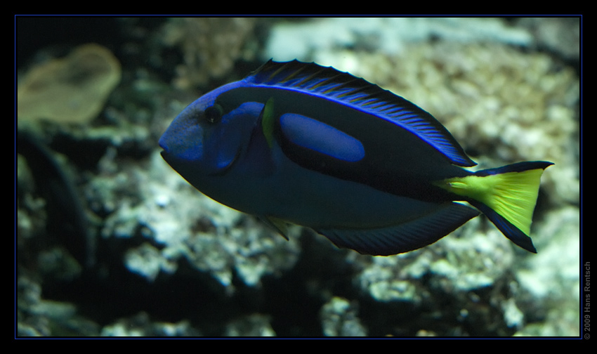 Paletten Doktorfisch
