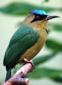 Blauscheitelmotmot