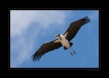 Marabu