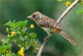 Ohrfleckbartvogel