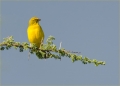 gelber Kanarienvogel