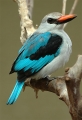 Eisvogel (Rackenvogel)