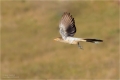 Guirakuckuck