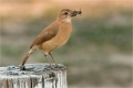 Pale-breasted-thrush