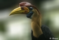 Hornvogel