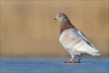 Tauben