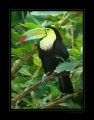 Tukan