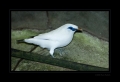 Balistar