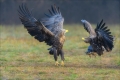 Seeadler