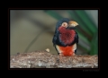 Bartvogel Furchenschnabel