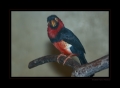 Bartvogel Furchenschnabel