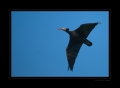Schwarzer Ibis