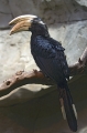 Hornvogel